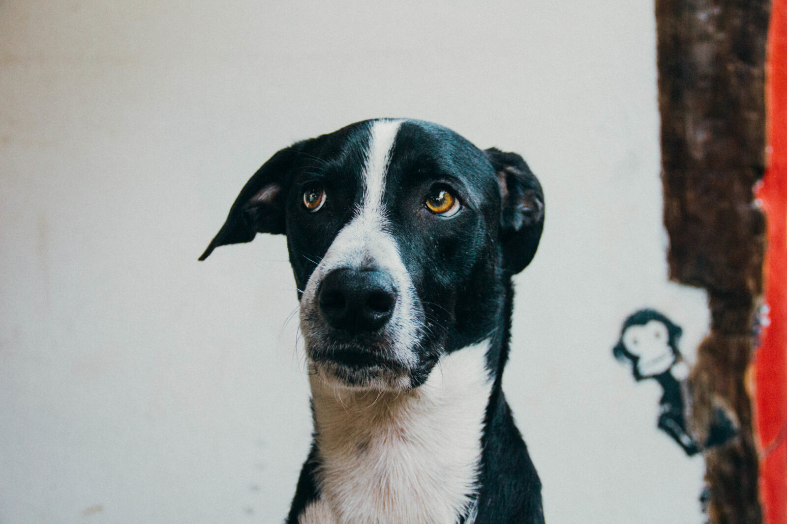 Overthinking dog